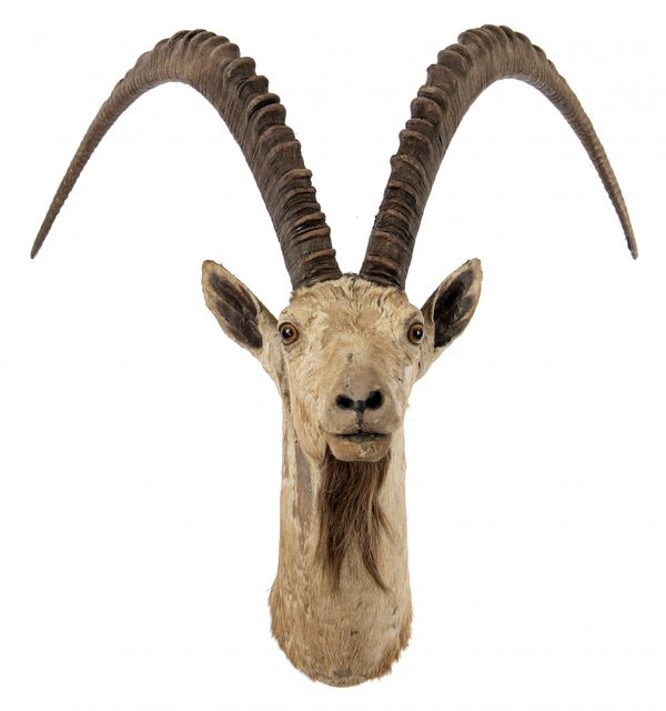 Rowland Ward: A Nubian Ibex