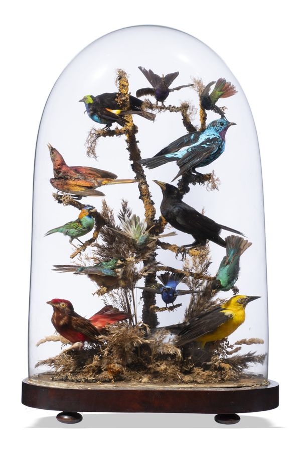 A large glass dome of tropical birds