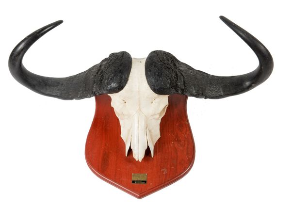 A Cape buffalo trophy on shield