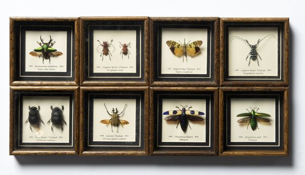 A set of eight framed insects