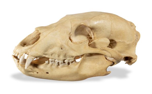 A black bear skull