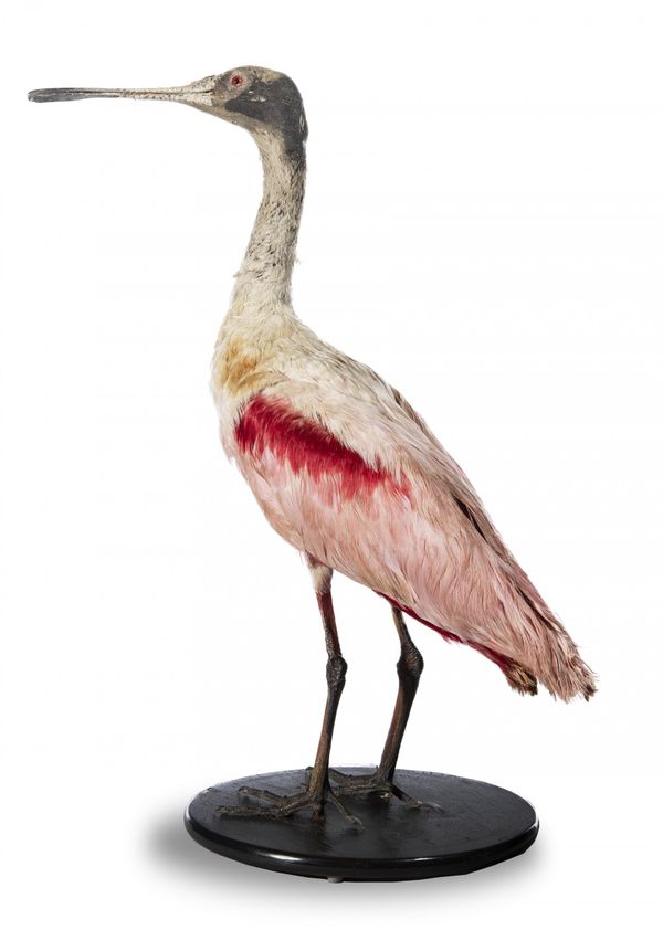 A Roseate Spoonbill