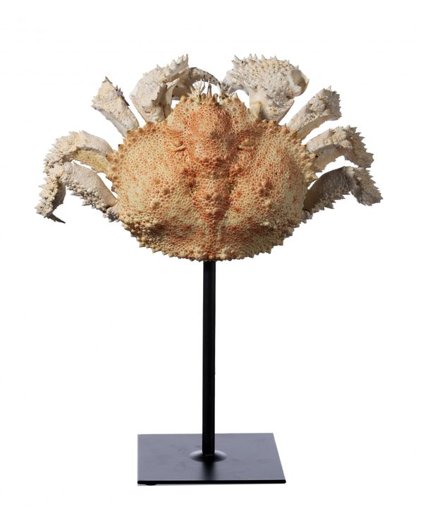 An impressive Queen crab
