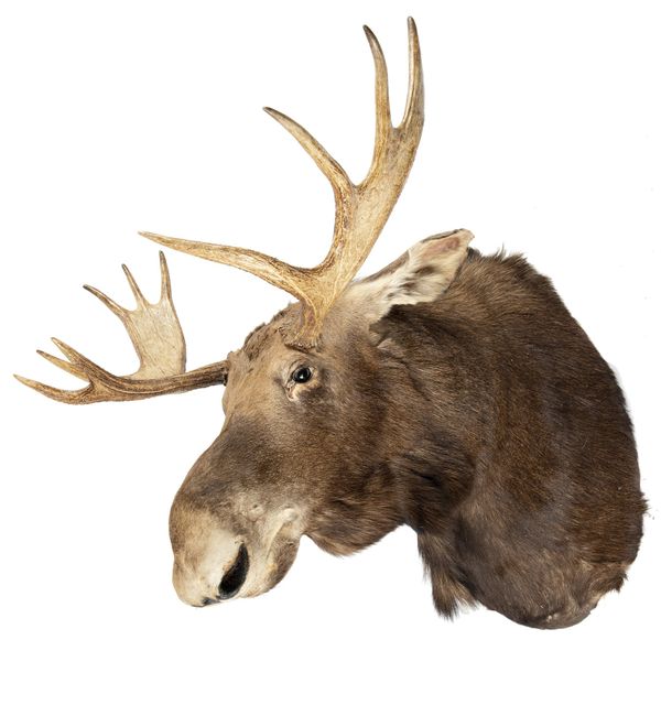 A large Canadian Moose head mount