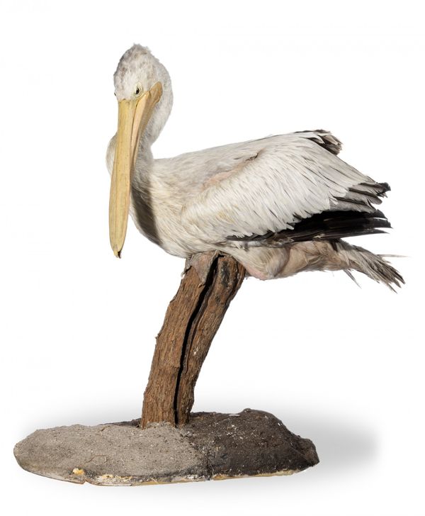 A Pink Backed Pelican on stand