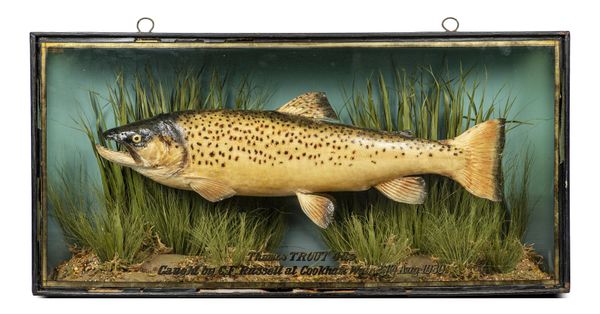 A stuffed trout