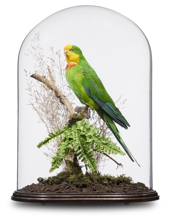 A superb parrot in glass dome