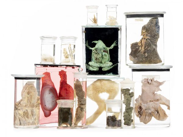 A collection of wet specimens