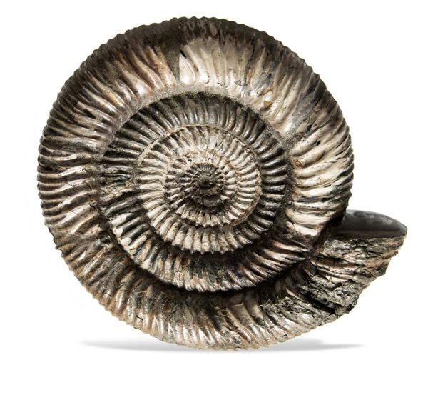 A Speetoniceras ammonite