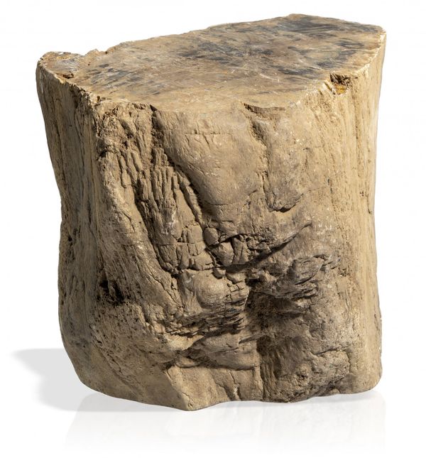 A fossilised Wood specimen