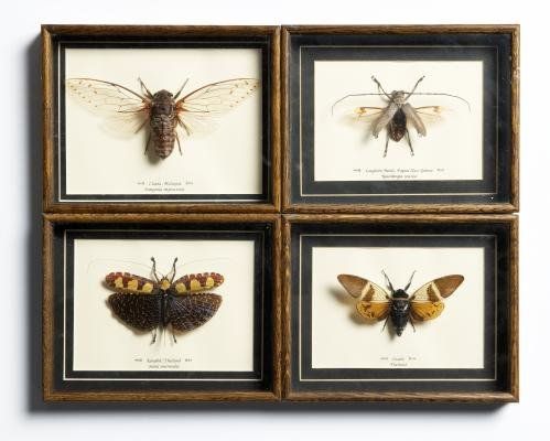 A set of four framed insects