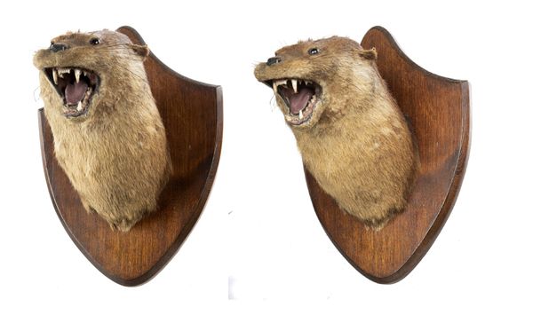 Two very early Peter Spicer Otter trophies