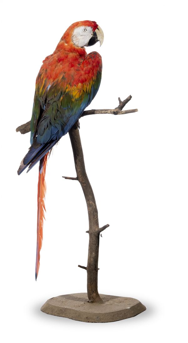 A Scarlet Macaw on branch