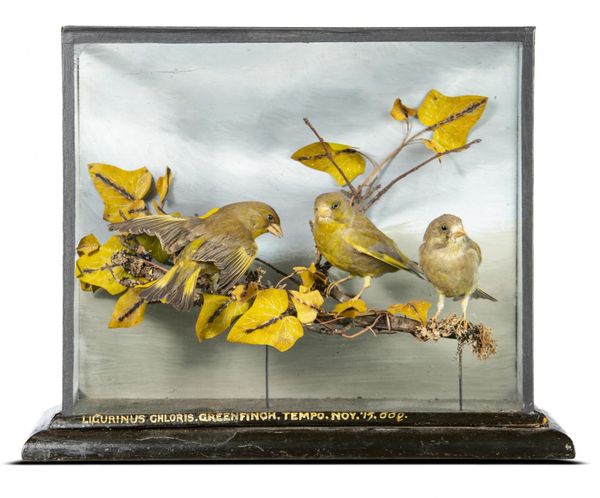 Williams of Dublin: A Greenfinch case