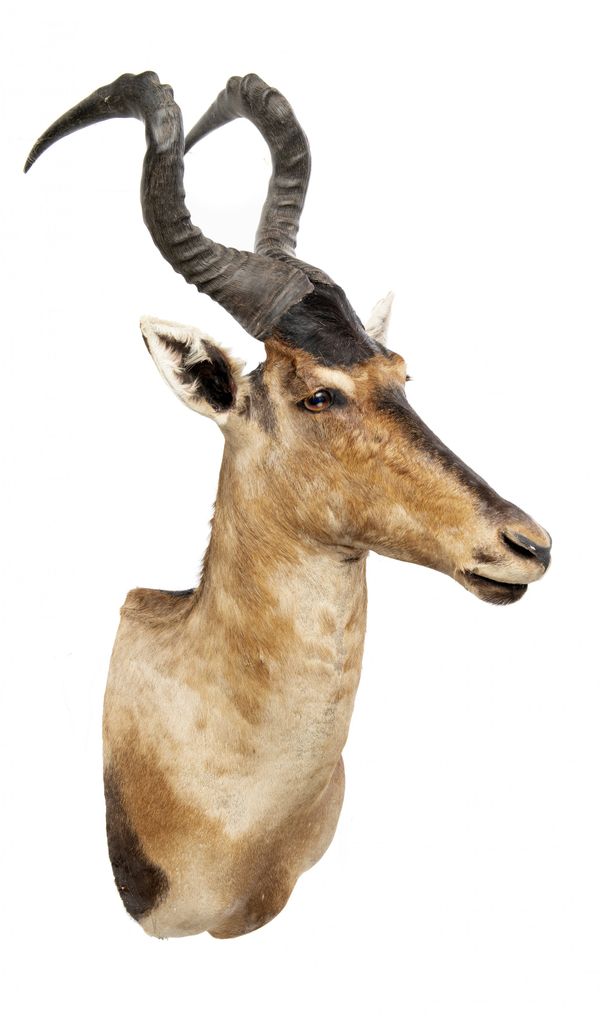 A Red Hartebeest head mount