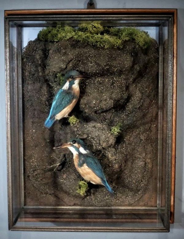 Pair of Kingfishers in a glass wall case