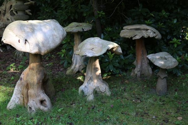 A set of five extra large mushrooms