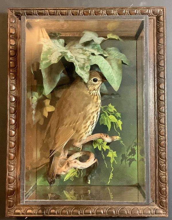 A Song Thrush in wall case attributed to A J Armitstead