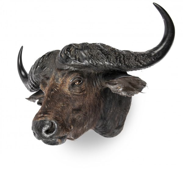 Rowland Ward: A massive Cape Buffalo head