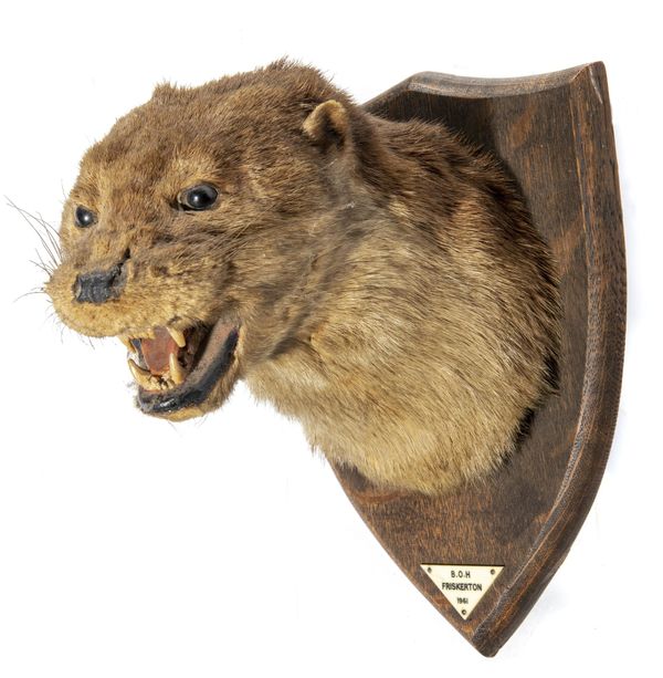 An otter trophy on shield