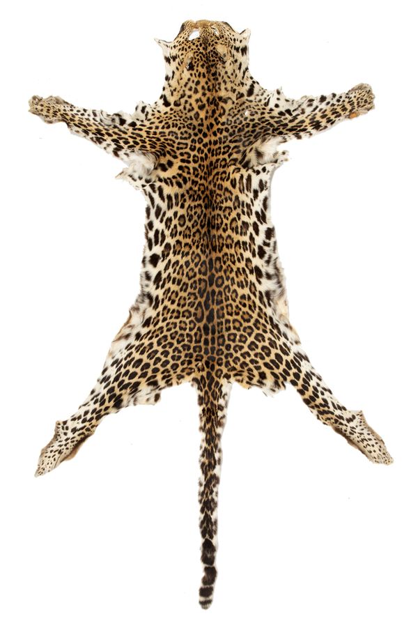 A leopard skin