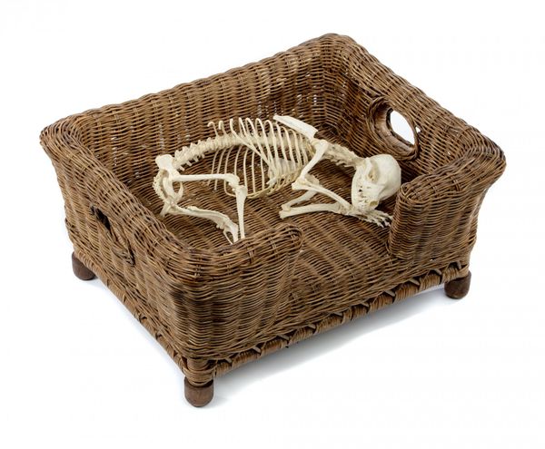 A Chihuahua skeleton in a basket