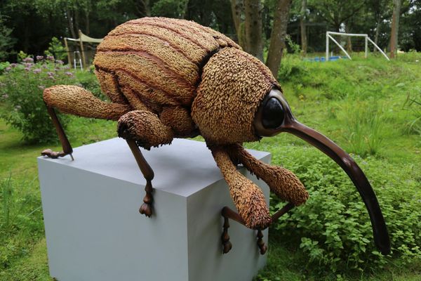 An amusing giant fibreglass model of a nut weevil