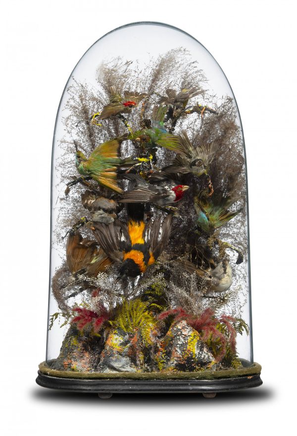 A colourful dome of Tropical Birds