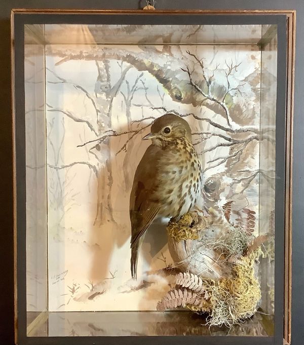 A Song Thrush in wall case by A J Armitstead