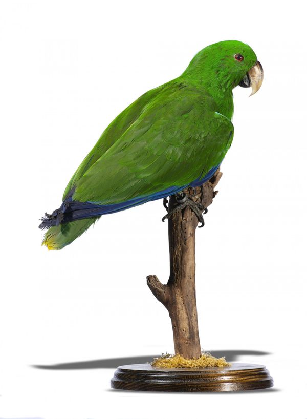 An Eclectus parrot full mount