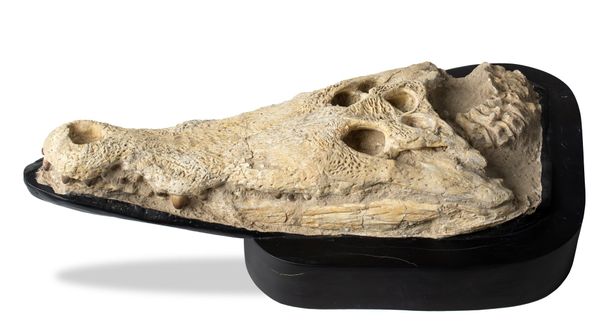 A fossilised crocodile skull