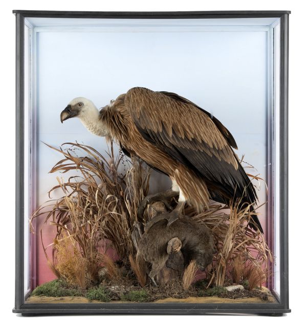 A Griffon Vulture in case