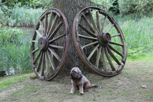 A pair of iron rimmed wooden wagon wheels