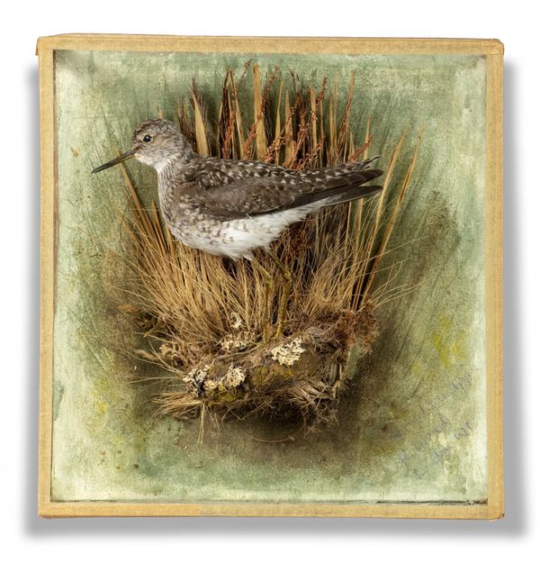 Rowland Ward: A Sandpiper in wall case