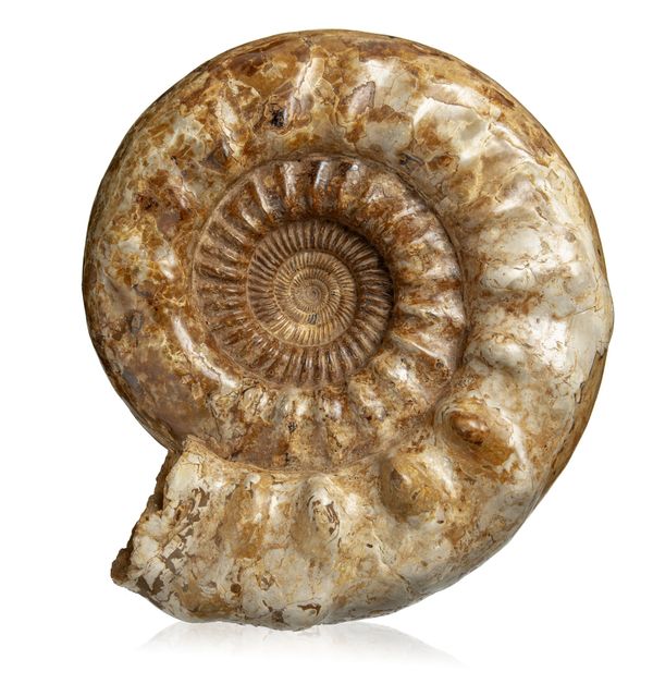 A large Ammonite