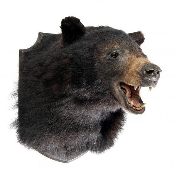 A Black Bear trophy on shield