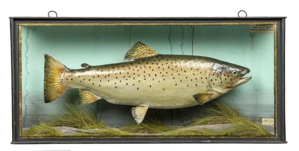 A stuffed trout by Cooper