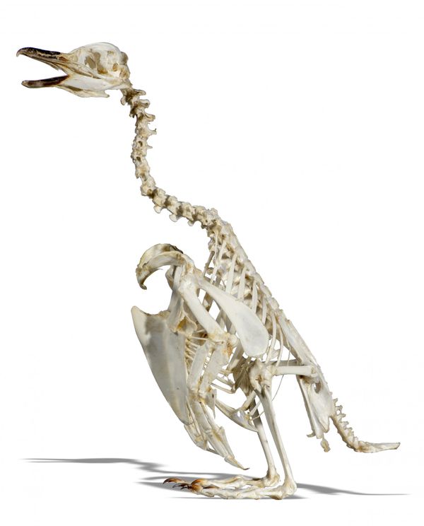 A  Gentoo Penguin skeleton