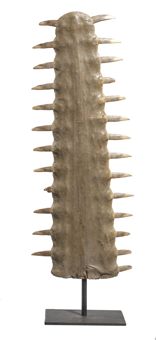 A large sawfish rostrum  ***WAITING FOR A10****