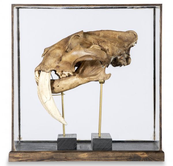 A replica Smilidon Sabretooth Tiger skull
