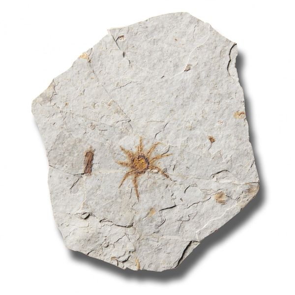 A very rare spider fossil (Gnaphosa liaoningensis)