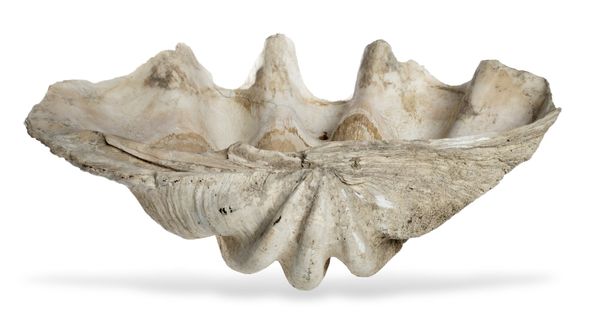 A massive giant clam shell