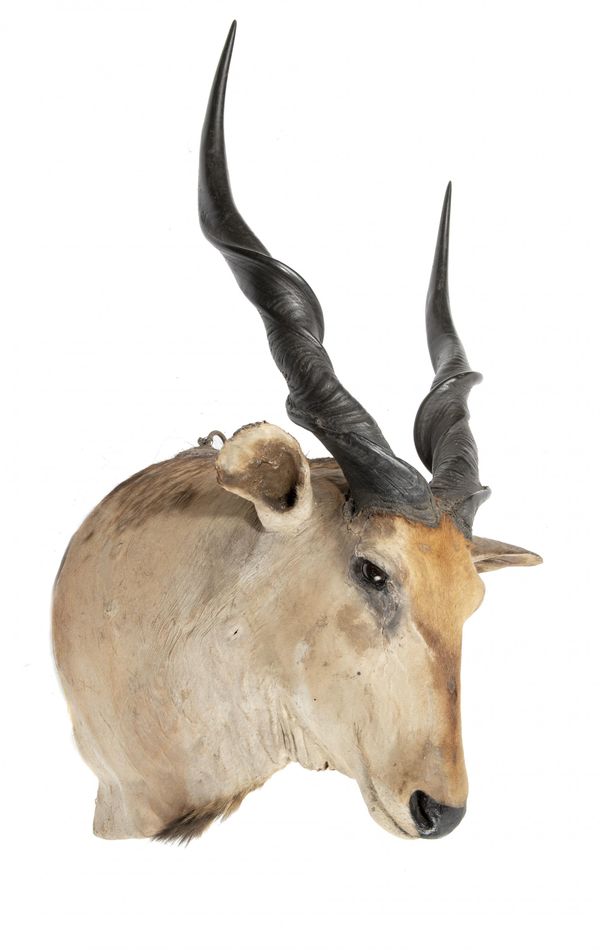 Rowland Ward: A Giant Eland head