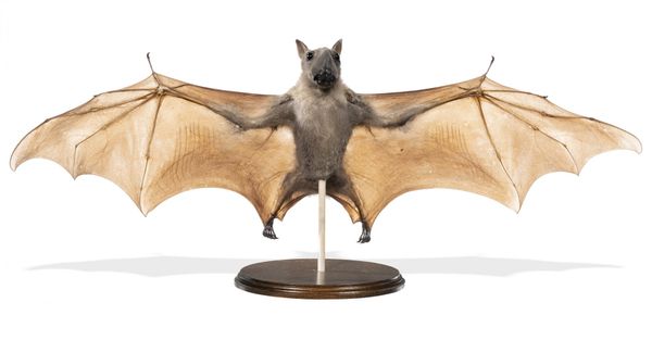 A Hammer Headed Fruit Bat on stand