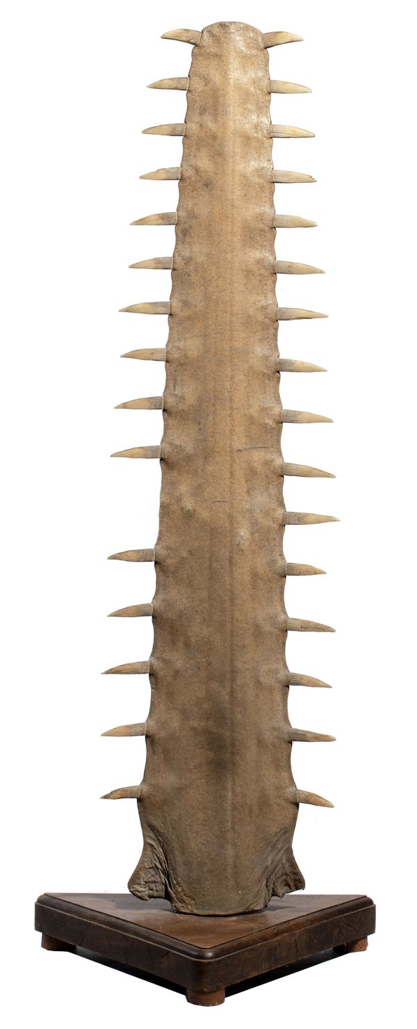 A massive sawfish rostrum ***WAITING FOR A10****