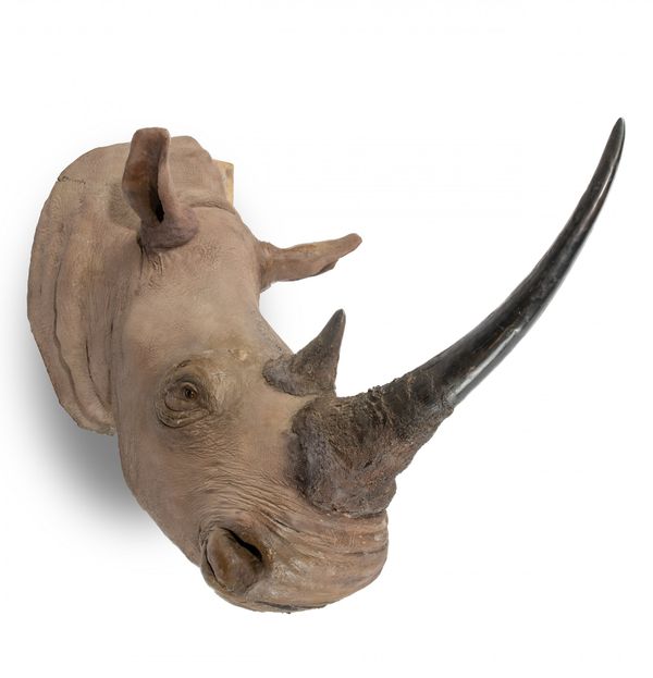 Rowland Ward: A white Rhinoceros head