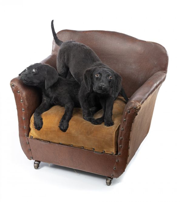 Two Labrador puppies on miniature seat