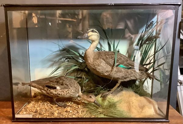 A pair of Black Ducks in glass case by Burton and Son