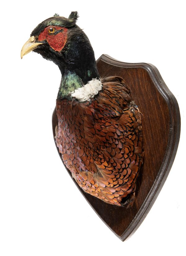 A pheasant trophy on shield