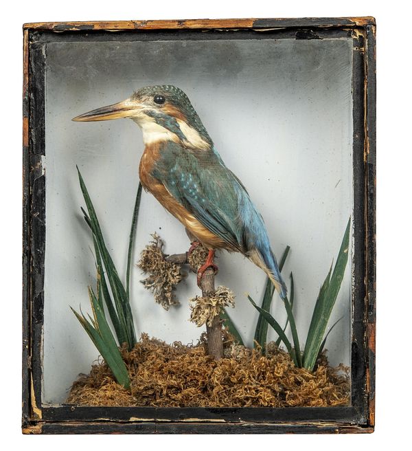 A kingfisher in case